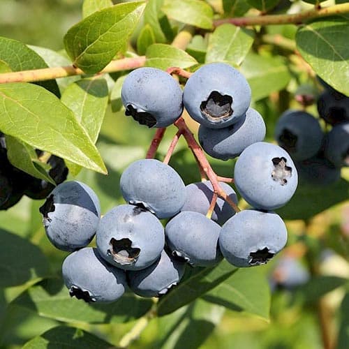 Голубика Блюджей артикул фото 1 Голубика Блюджей изображение 1 артикул 4696