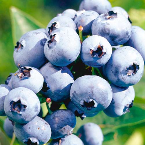 Голубика Блюрей изображение 1 артикул 5727