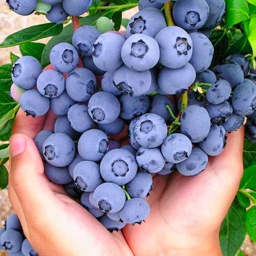 Голубика Бонбонберри изображение 1 артикул 5728