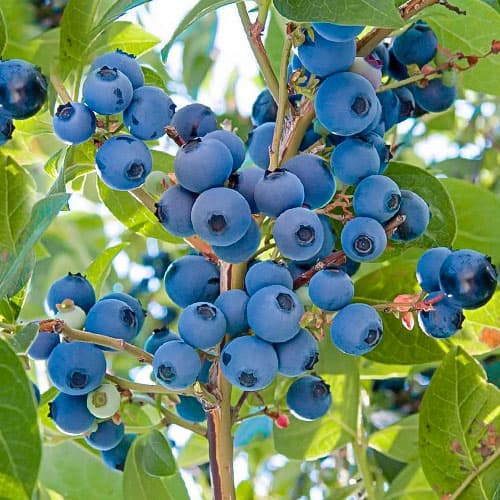 Голубика Дабл изображение 1 артикул 9214