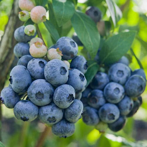 Голубика Дарроу изображение 1 артикул 9293