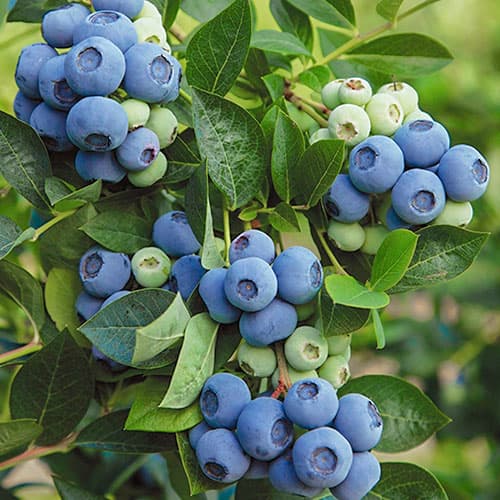 Голубика Денис Блю изображение 1 артикул 9220