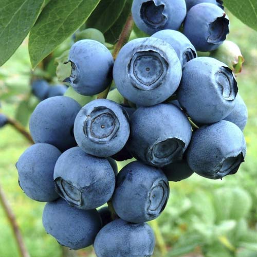 Голубика Джерси изображение 1 артикул 3811