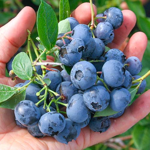 Голубика Дюк изображение 1 артикул 9216