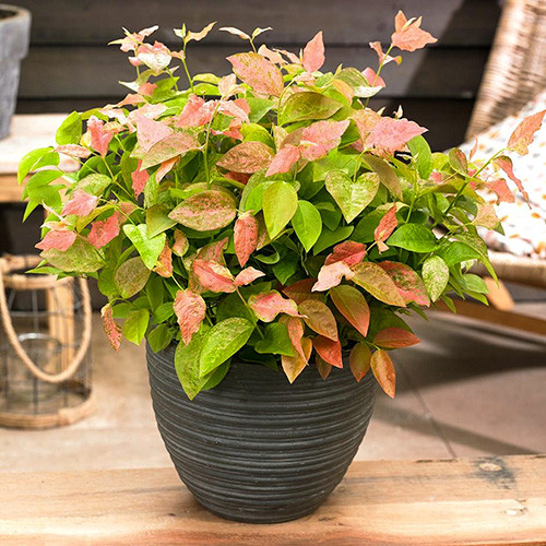 Голубика Фламинго артикул фото 1 Голубика Фламинго изображение 1 артикул 4018