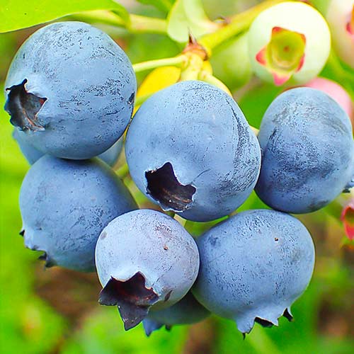 Голубика Хардиблю изображение 1 артикул 5733