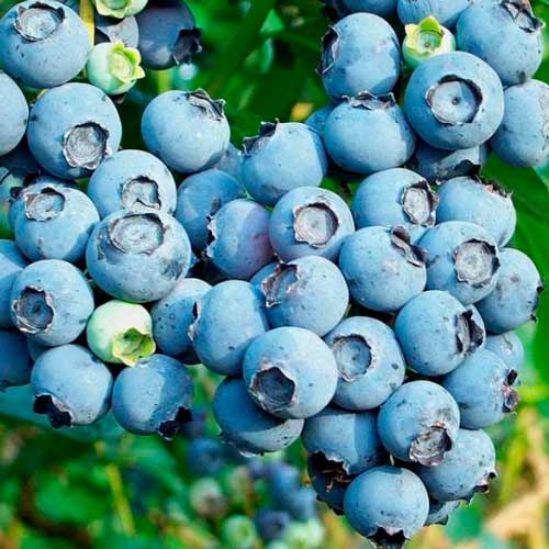 Голубика Канадская черника изображение 1 артикул 65226