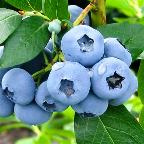 Голубика Коллинс изображение 1 артикул 9294