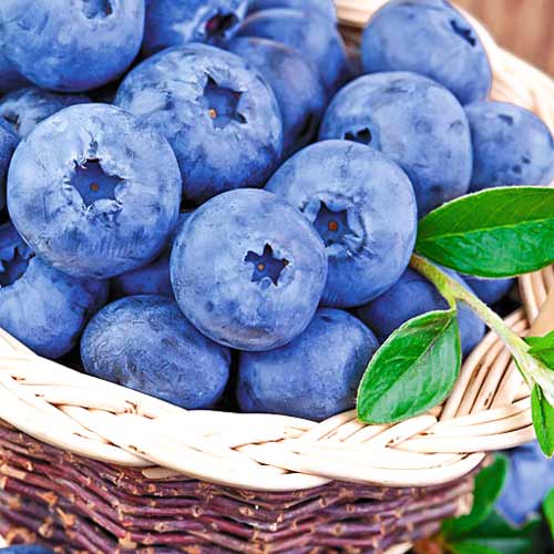 Голубика Латеблю изображение 1 артикул 9217