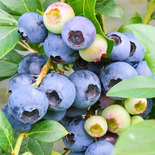 Голубика Либерти изображение 1 артикул 5729