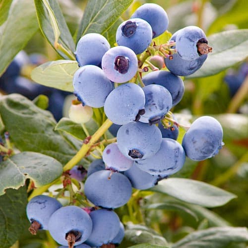 Голубика Мидер изображение 1 артикул 4691