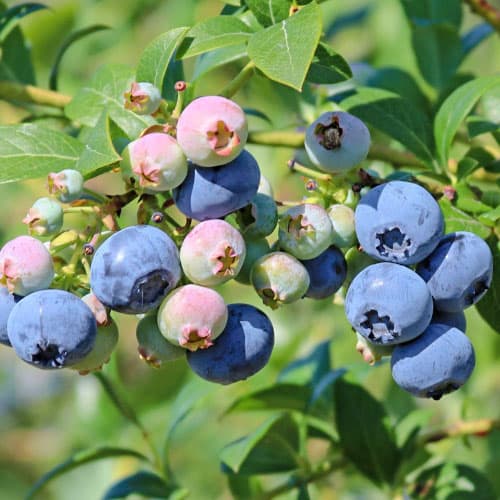 Голубика Нельсон изображение 1 артикул 9295