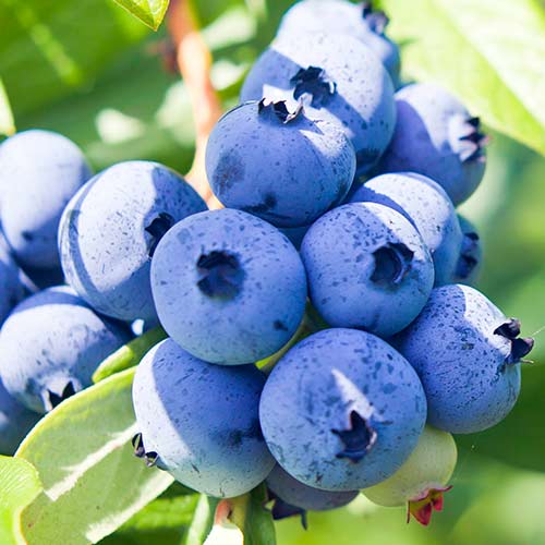 Голубика Нортланд изображение 1 артикул 5730