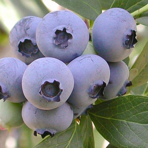 Голубика Озарк Блю артикул фото 1 Голубика Озарк Блю изображение 1 артикул 4695