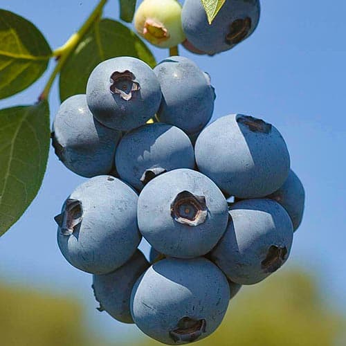 Голубика Поларис артикул фото 1 Голубика Поларис изображение 1 артикул 4692