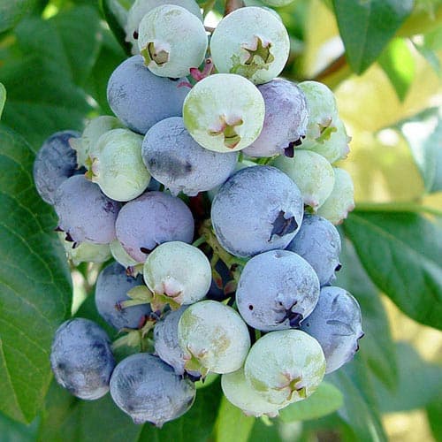 Голубика Рубель артикул фото 1 Голубика Рубель изображение 1 артикул 4693