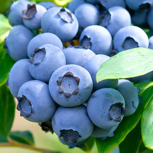 Голубика Санрайз изображение 1 артикул 5731