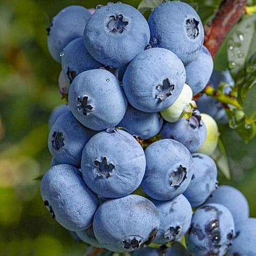 Голубика Сиерра артикул фото 1 Голубика Сиерра изображение 1 артикул 4694