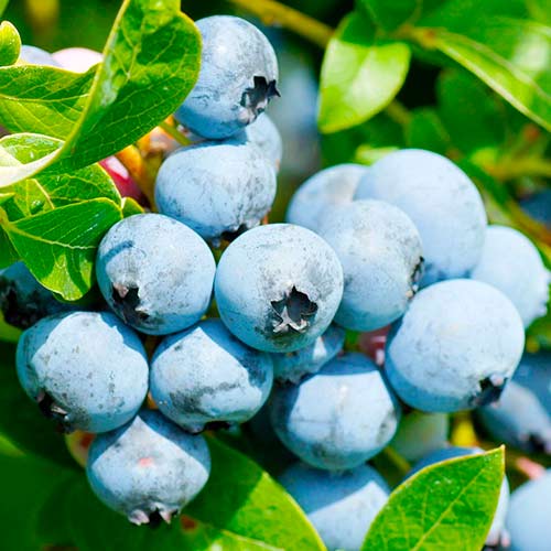 Голубика Свитхарт изображение 1 артикул 5732