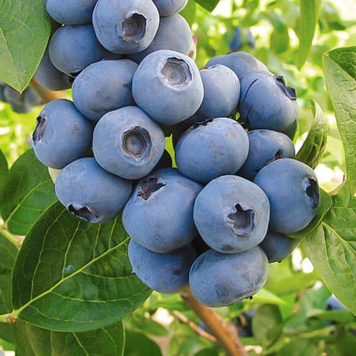 Голубика Торо изображение 1 артикул 9298