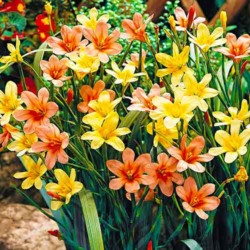 Гомерия, микс изображение 1 артикул 76459