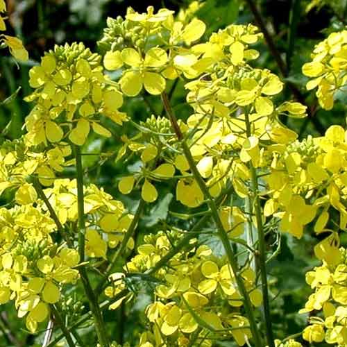 Горчица белая изображение 1 артикул 65686