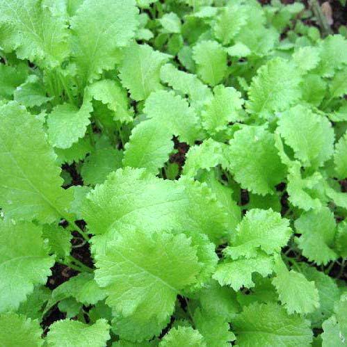 Горчица листовая Прима, семена изображение 1 артикул 65267