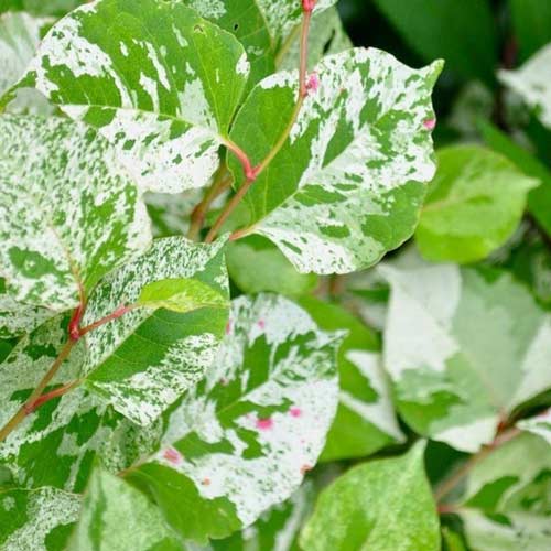 Горец японский Вариегата Компакта изображение 1 артикул 68657