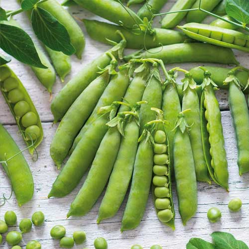 Горох Алтайский изумруд, семена изображение 1 артикул 65374