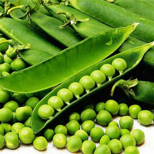 Горох Детская радость, семена изображение 1 артикул 94483