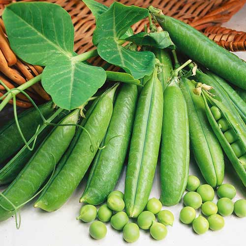 Горох Детский сахарный изображение 1 артикул 71797