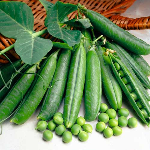 Горох Грюнди, семена артикул фото 1 Горох Грюнди, семена изображение 1 артикул 65699