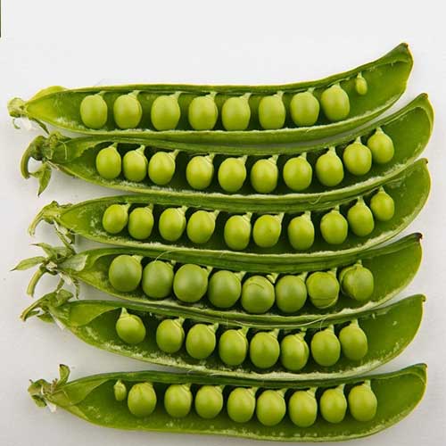 Горох Лето Русский огород НК изображение 1 артикул 82758