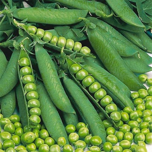 Горох Медовая горошина, семена изображение 1 артикул 94486