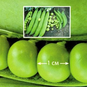 Горох РР, семена артикул фото 1 Горох РР, семена изображение 1 артикул 7700