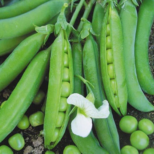 Горох Русский деликатес Уральский дачник изображение 1 артикул 83017