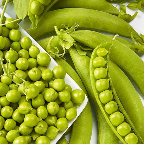 Горох Русский гигант изображение 1 артикул 66611