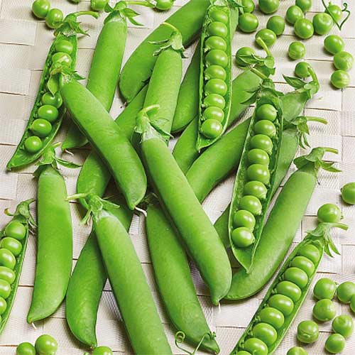 Горох Сахарный малолистный Уральский дачник изображение 1 артикул 74155