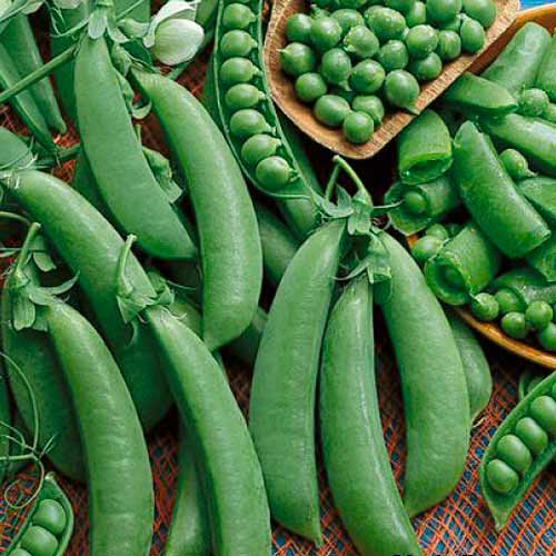 Горох Шугар Флэш, семена артикул фото 1 Горох Шугар Флэш, семена изображение 1 артикул 65700