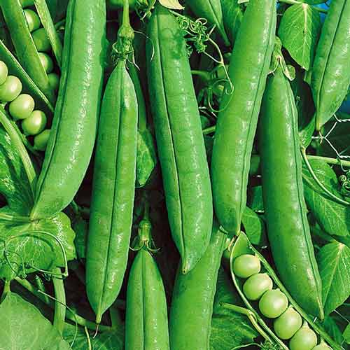 Горох Сибирский гигант изображение 1 артикул 71739