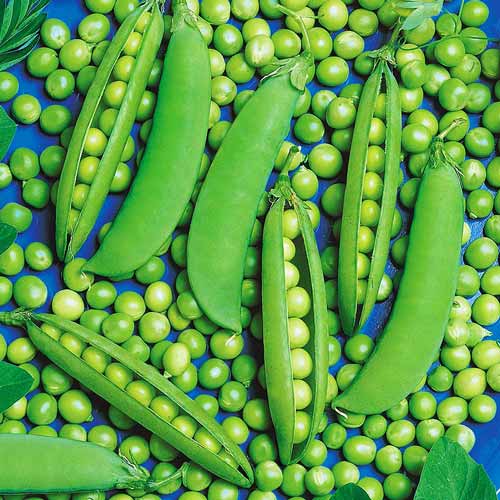 Горох Сладкий гигант изображение 1 артикул 71740