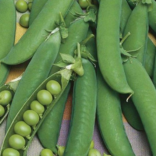 Горох Сладкий поползун Premium Seeds изображение 1 артикул 83736