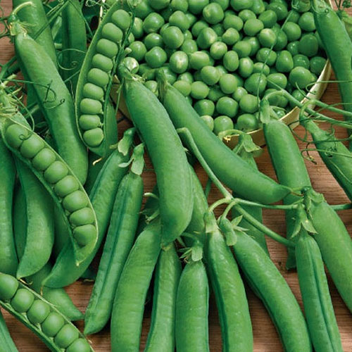 Горох Усатый барин Premium Seeds артикул фото 1 Горох Усатый барин Premium Seeds изображение 1 артикул 83737