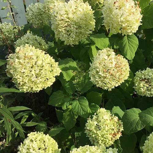 Гортензия Анабель изображение 2 артикул 01031