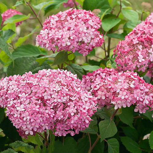 Гортензия древовидная Белла Анна изображение 1 артикул 9565