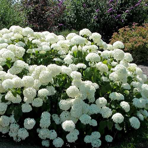 Гортензия древовидная Грандифлора артикул фото 1 Гортензия древовидная Грандифлора изображение 1 артикул 01032