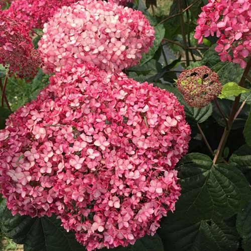 Гортензия древовидная Инвинсибел изображение 1 артикул 01033
