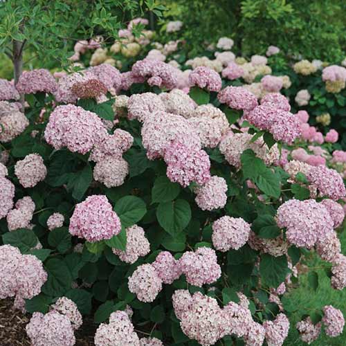 Гортензия древовидная Кандибел Баблгам изображение 1 артикул 01029