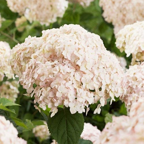 Гортензия древовидная Кандибел Маршмеллоу изображение 1 артикул 01030