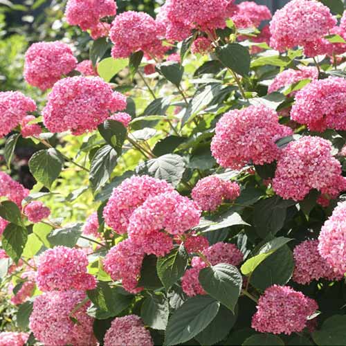 Гортензия древовидная Пинк Анабель изображение 1 артикул 01034